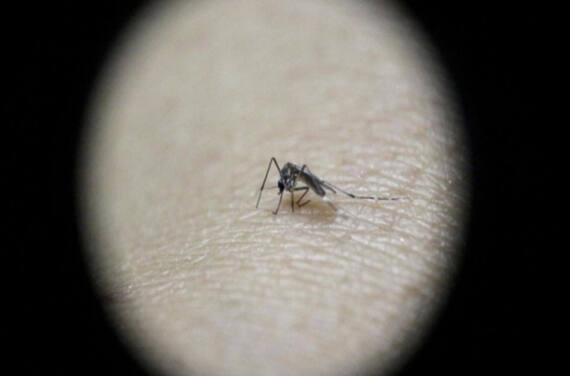 Zika-Virus: Symptome, Übertragung und weitere Fakten