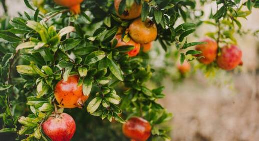 Granatapfel - die perfekte Kübelpflanze für den Garten