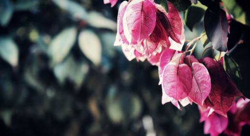 Angelonia: Diese Balkonblume blüht den ganzen Sommer lang