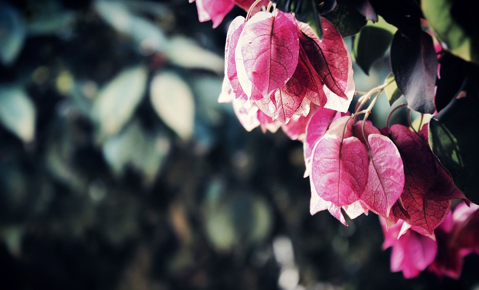 Die unermüdliche Schönheit: Angelonia – Die Balkonblume, die den ganzen Sommer lang blüht