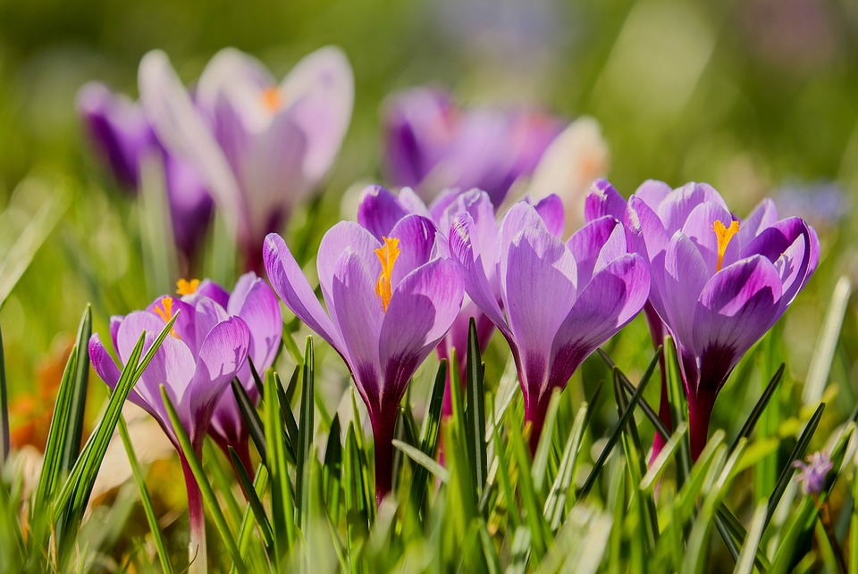 Osterglocken oder Narzissen: Entdecke die Unterschiede dieser frühlingshaften Blumenjuwelen
