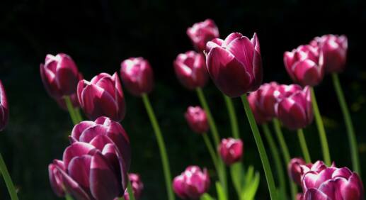 Hortensien düngen: So einfach klappt's mit der Blütenpracht