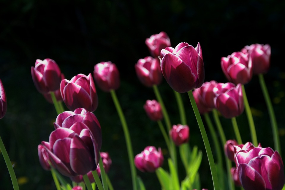Die perfekte Anleitung: So düngen Sie Hortensien für eine üppige Blütenpracht!
