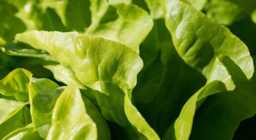Salat säen: So machen Sie es richtig - Tipps und Tricks