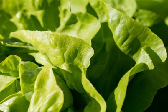 Salat säen: So machen Sie es richtig - Tipps und Tricks