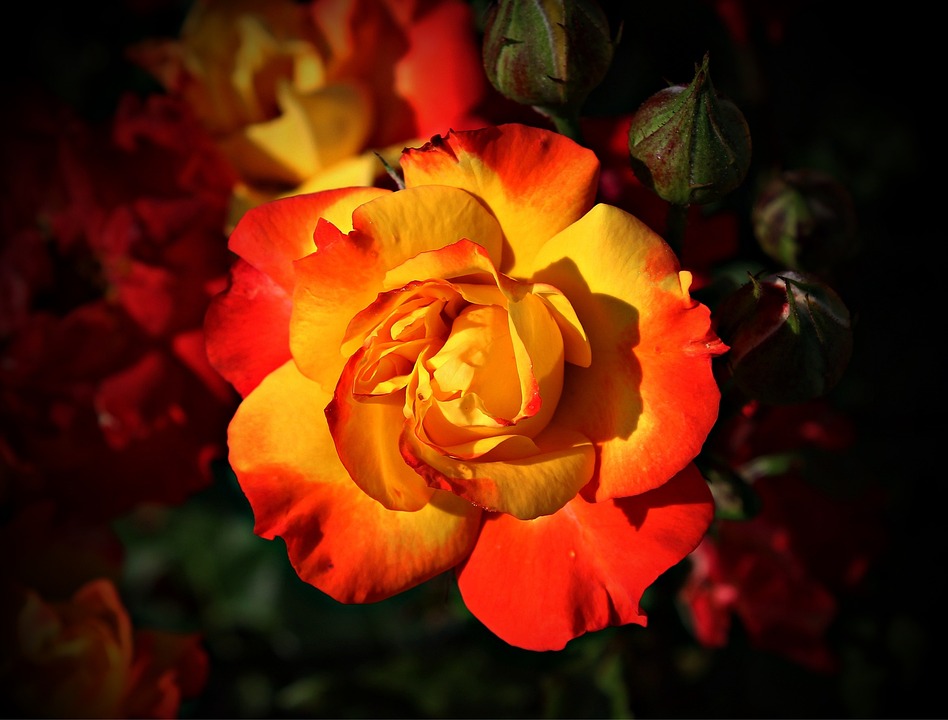 Hortensien ‚Annabell‘ schneiden: Die richtige Pflege für prächtige Blütenpracht