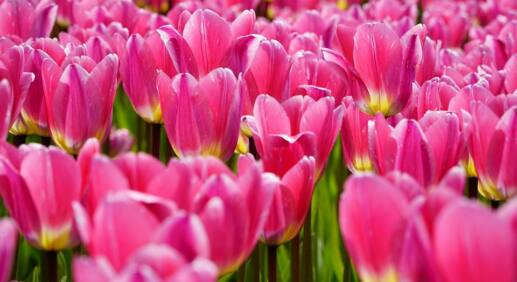 Tulpen: Giftig für Katzen?